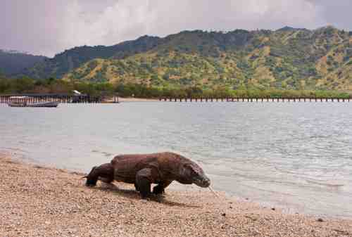 Komodo Island, The Other Side Of Paradise In Flores 01 - Finansialku