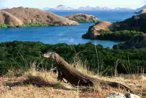 Komodo Island, The Other Side Of Paradise In Flores 06 - Finansialku
