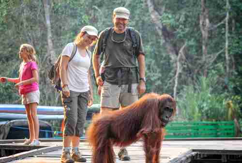 6 Best Activities To Do In The Home Of The Largest Orangutan Population On Earth, Tanjung Puting 06 - Finansialku