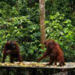 6 Best Activities To Do In Tanjung Puting, The Largest Orangutan Habitat