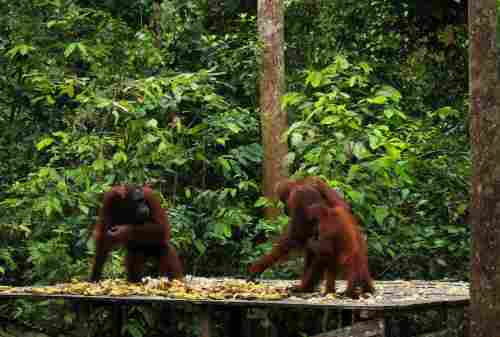 6 Best Activities To Do In Tanjung Puting, The Largest Orangutan Habitat