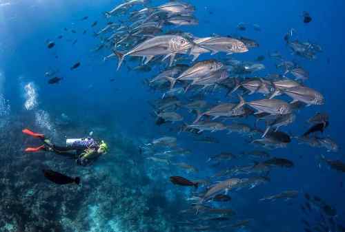 Amazing 8 Attractions To Visit In Divers’ Paradise, Wakatobi Island 08 Wakatobi National Park - Finansialku