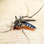 Gejala, Ciri-ciri, dan Pertolongan Pertama Demam Berdarah Dengue