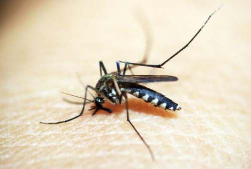 Gejala, Ciri-ciri, dan Pertolongan Pertama Demam Berdarah Dengue
