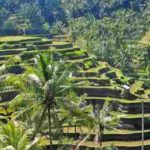 Subak Bali Bertengger di Google Doodle Hari Ini, Cek Yuk Faktanya