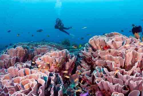 Amazing 8 Attractions To Visit In Divers’ Paradise, Wakatobi Island 01 Roma’s Reef - Finansialku
