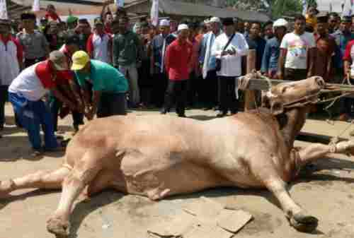 Harga Sapi Kurban Naik, Gimana Belinya Kalau Kantong Makin Tipis 01 - Finansialku