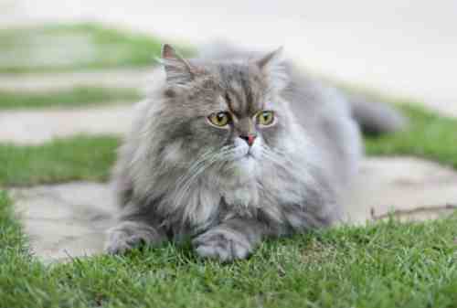 Gaji UMR Beli Kucing Persia Apa Bisa Ini Rahasianya! 02 - Finansialku