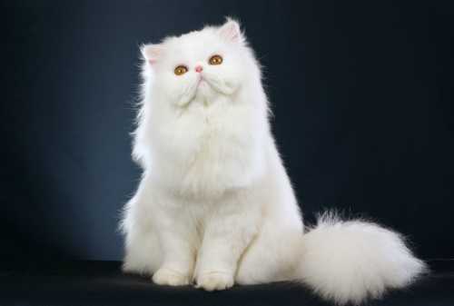 Gaji UMR Beli Kucing Persia? Apa Bisa? Ini Rahasianya!