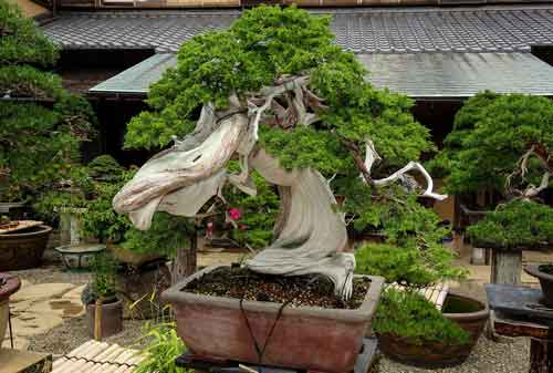 10 Pohon Bonsai Termahal di Dunia yang Indah, Unik dan Langka 03 Bonsai 3 - Finansialku