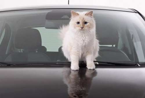 Pencinta Anabul Wajib Tahu Fakta Unik Kucing yang Lucu Ini! 03 - Finansialku
