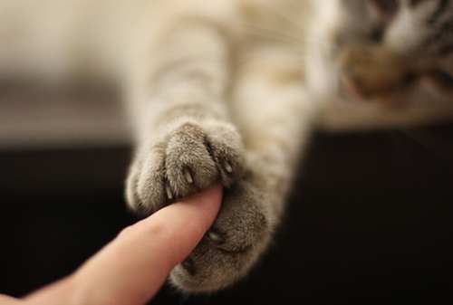 Pencinta Anabul Wajib Tahu Fakta Unik Kucing yang Lucu Ini! 04 - Finansialku