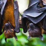 Waspada Virus Nipah! Ini Gejala Hingga Cara Mengatasi Penularannya