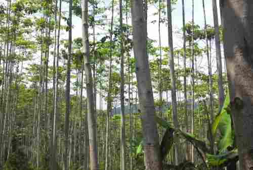 Mau Cuan Malah Rugi, Investor Ini Kepincut Rayuan Investasi Pohon Jabon 02