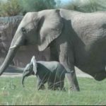 Elephant Parenting, Pola Asuh Seperti Gajah Membesarkan Anaknya