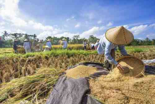 Presiden Jokowi Lepas Ekspor Komoditas Pertanian Ke 61 Negara