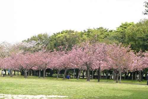Wisata Bogor - 6 Taman Sakura, Kebun Raya Cibodas - Finansialku